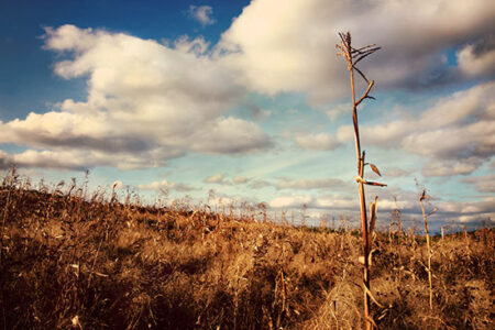 Back from the Ashes: The Iroquois White Corn Project at Ganondagan Image